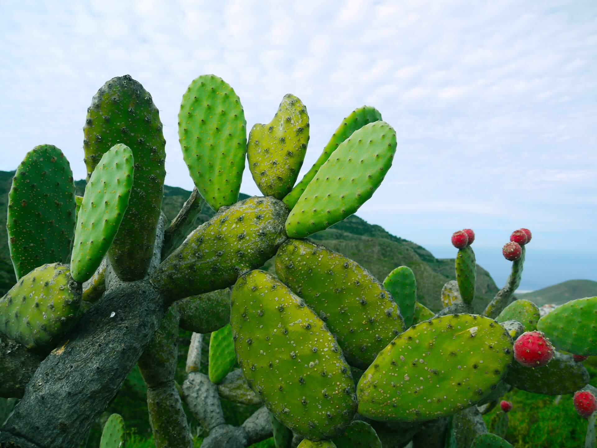 cactus extract benefits for skin